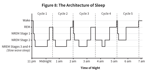 Figure 8: The Architecture of Sleep, Why We Sleep by Matthew Walker