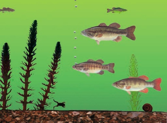 Masuda and Nisbett's Animated Water Vignette Scene (2001)